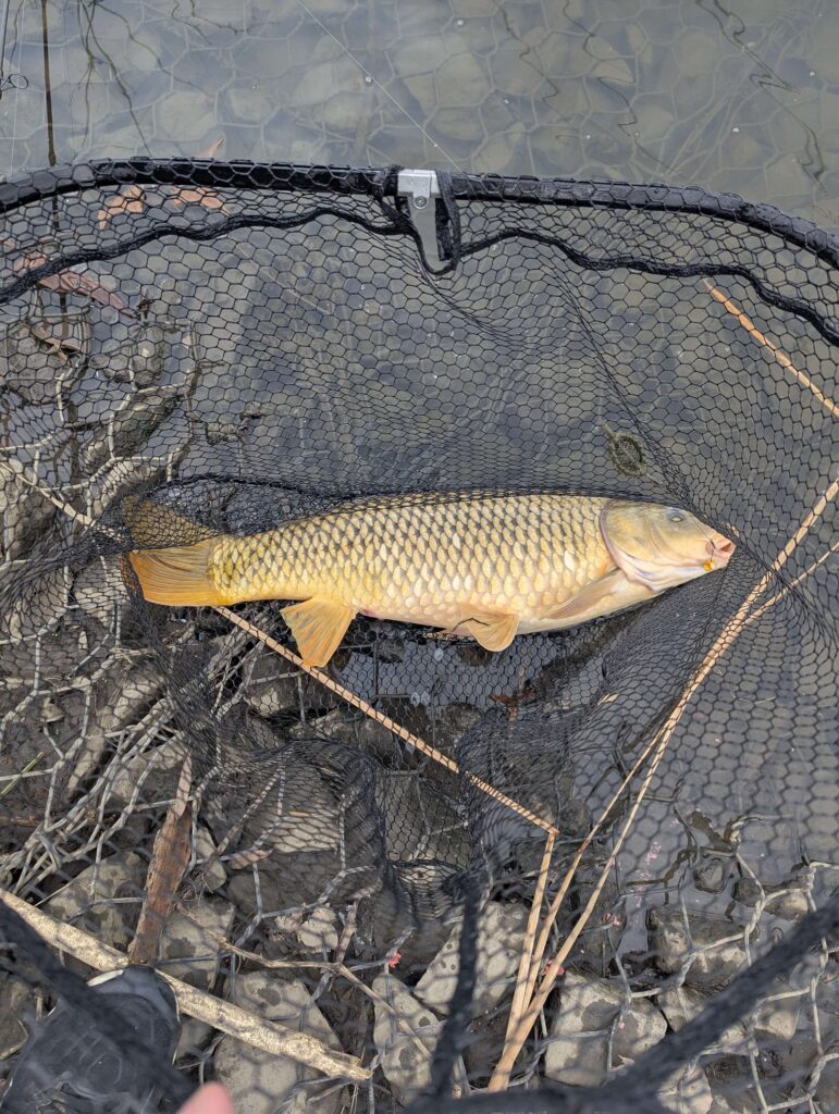 This carp was caught less than 10 feet from the bank. 